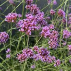 Železník argentínsky (Verbena bonariensis) ´LOLLIPOP´ - kont. C2L